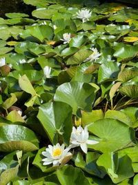 Wertermittlung von Haus und Garten